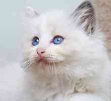 Razze di gatti svegli con bellissimi occhi azzurri