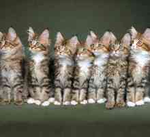 I 11 più teneri foto gattino che abbiamo mai visto
