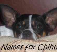 I nomi per chihuahua