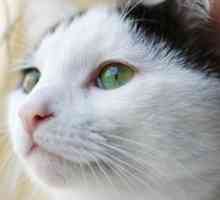 Naming il vostro gatto bianco e nero: nome idee per gatti a pelo bianco e nero