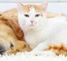 Naming il tuo oro o dorati gatti colorati: Il nome idee per i gatti con haircoats oro