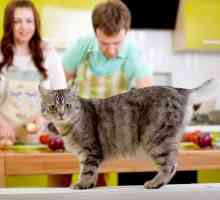 Cuoco Nazionale per il vostro giorno gli animali domestici: 7 cibo per gatti in casa e il…