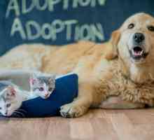Nuova legge san francisco richiede che tutti i negozi di animali per vendere i gatti di soccorso e…