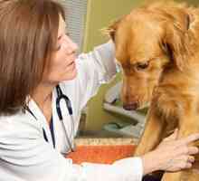 Un nuovo studio esamina l`ansia cane e visite veterinarie