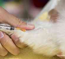 Nuovo sito vaccino per gatti potrebbero salvare vite umane