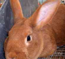 Nuovi conigli rossi zelanda