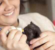 Vivai danno gattini appena nati una nuova possibilità di vita