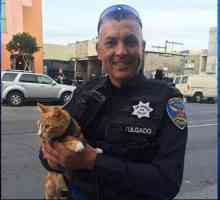 Gatto arancione salva ponticello suicida a San Francisco