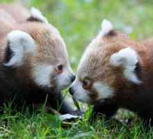 Cuccioli Panda dipingere il rosso cittadina allo zoo di Dublino