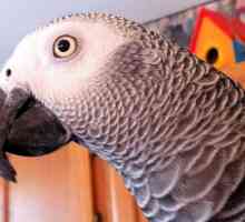 I pappagalli come animali domestici - pappagallo africano grigio
