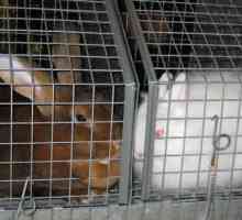 Vaccino Pasteurella multocida per i conigli
