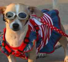 Cuccioli patriottici in marcia in quarta di sfilate luglio