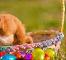 Zampe off! Un promemoria per tenere il cioccolato lontano da animali domestici questa Pasqua