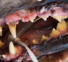 Parodontite nei cani