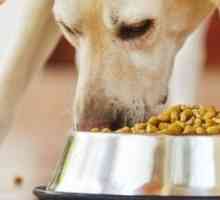 PET FOOD: dovrebbe andare il vostro animale domestico organico?
