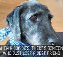 Pet messaggi simpatia: condoglianze per la perdita di cani, gatti e altri animali domestici,