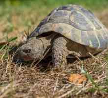 Pet Care tartaruga