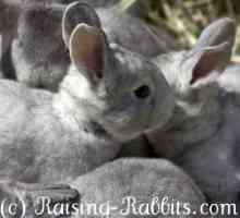 Immagini di conigli