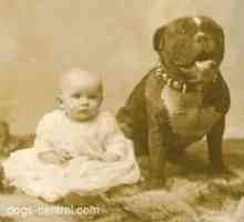 Il pit bull dog - una volta conosciuta come il cane tata - che cosa è successo?