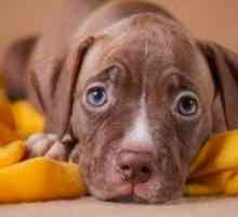 Pit bull nomi di cane: nomi cool per pit bull cani di razza