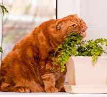 Piante il vostro gatto potrebbe piacere tanto quanto l`erba gatta