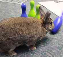 Giocando con il vostro coniglio animale domestico