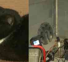 Idraulici scavare fino seminterrato per salvare il gatto di famiglia intrappolata in tubi…