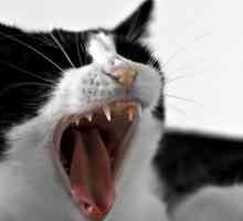 Prevenire il dolore e prolungare la vita del vostro gatto con buona cura dei denti