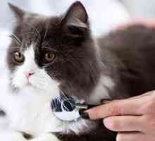 Prevenire filariosi cardiopolmonare nel gatto