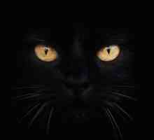 Proteggere i gatti neri questo Halloween