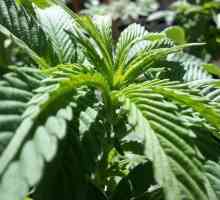 Benefici per la salute dimostrati di cannabis