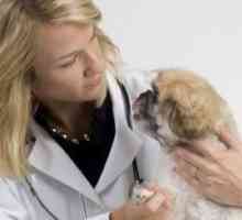Raccomandazioni vaccino cucciolo