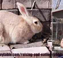 Allevamenti di conigli