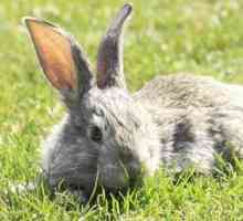 Coniglio salto: l`agilità per conigli