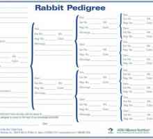 Albero genealogico coniglio