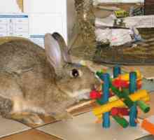 Giocattoli coniglio: noce nodo nibbler