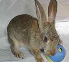 Giocattoli coniglio: palle treat