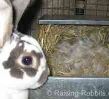 Conigli che partoriscono