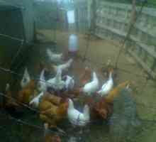 Allevamento di polli in un eco-villaggio del 21 ° secolo