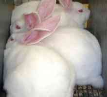 Allevare conigli per la carne: introduzione alla produzione di coniglio commerciale