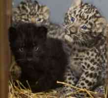 Leopardi Amur Rare nato a Praga