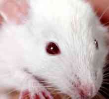 Ratti: problemi di salute comuni