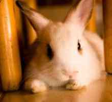 Riconoscendo colpo di calore nel vostro coniglio da compagnia