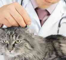 Ridurre lo stress gatto durante le visite veterinarie