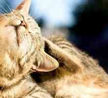 I pericoli di farmaci olistico nei gatti