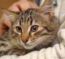 La ricerca mostra perché i veterinari spesso mancano la causa del diabete felino