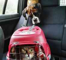Road trip: 7 suggerimenti per la sicurezza auto per cani e gatti