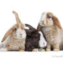 RSPCA rivela che sono invase con i conigli che hanno bisogno di una casa amorevole
