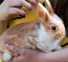Sondaggio RSPCA rivela più del 50% di tutti i conigli da compagnia potrebbe essere soli