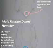 Russo criceto nano sessaggio - maschio o femmina?
